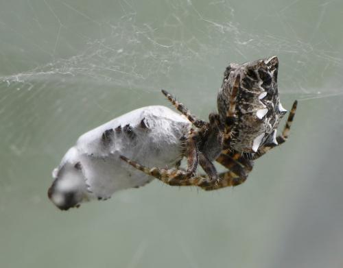 Cyrtophora citricola